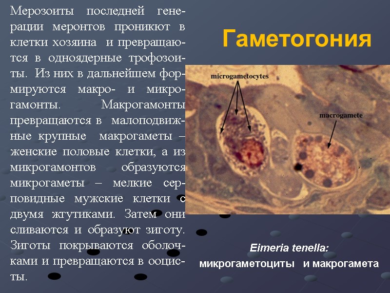 Гаметогония Eimeria tenella:   микрогаметоциты  и макрогамета Мерозоиты последней гене-рации меронтов проникют